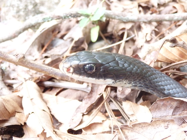 rat snake (Elaphe obsoleta) Linville Gorge