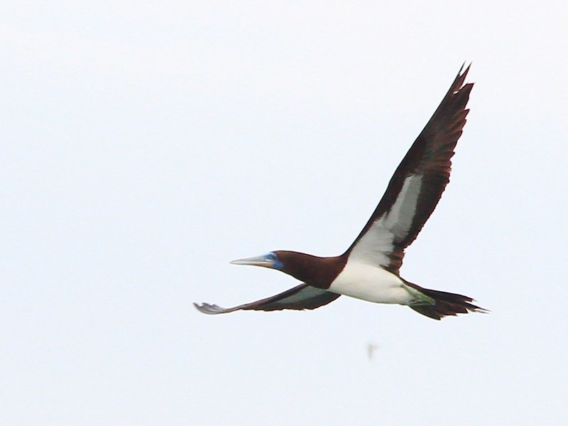 IMG_3560s 白腹鰹鳥 Brown Booby
