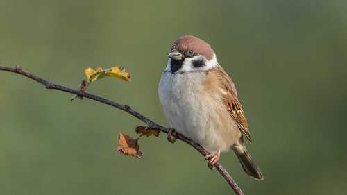 england heskethoutmarsh merseyside passermontanus southport uk bird sparrow treesparrow