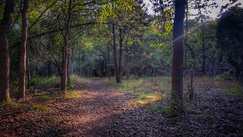 trees sunlight beautiful sanantonio walking outdoor hiking adventure lightandshadow hikingtrail naturewalks
