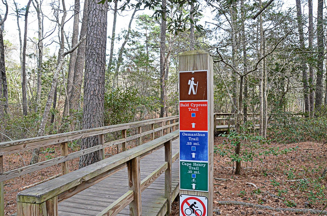 Possibly the most hiked trail we have - First Landing's Bald Cypress Trail