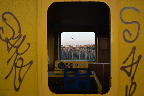 lavisualedauntreno theviewfromthetrain treno train vecchiotreno oldtrain trenoabbandonato abandonedtrain finestrino window uccello bird