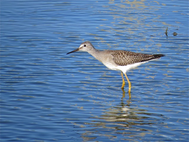 Lesser Yellowlegs at El Paso Sewage Treatment Center in Woodford County, IL