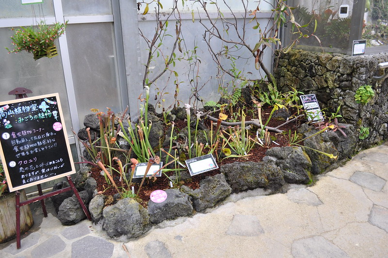Sarracenia display, Sakuya Konohana Kan botanic gardens