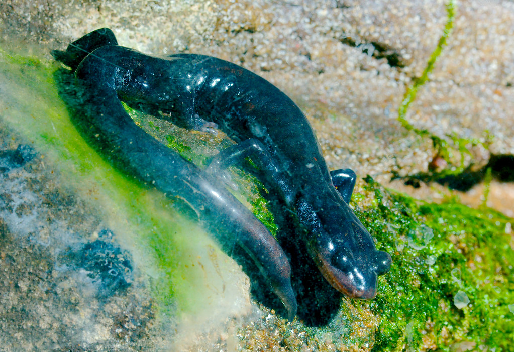 Yonahlossee Salamander (Plethodon yonahlossee)_1