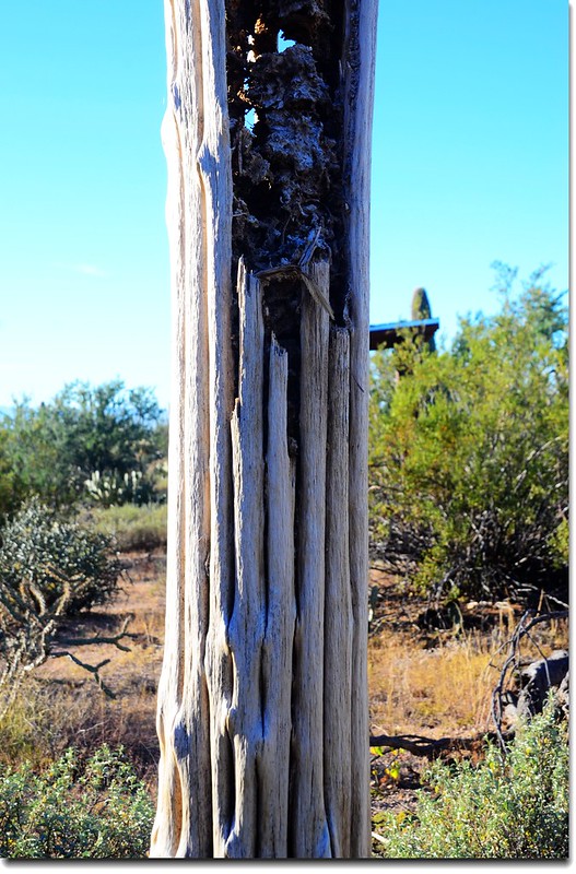 Dry Saguaro 1