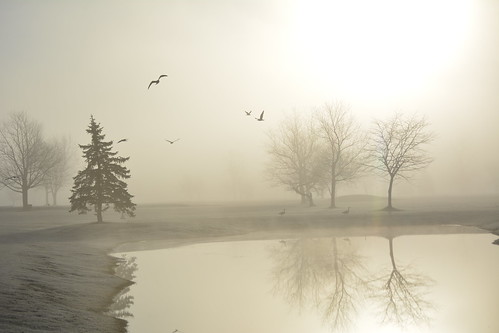 nature birds water trees spring sunrise mist fog lockportny niagaracountyny nikond5200