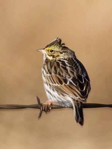 birds savannahsparrow sparrows vinita oklahoma unitedstates