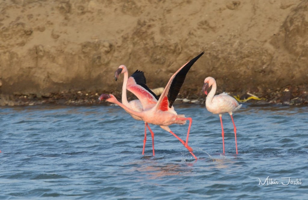 Lesser Flamingo [Flamenco Enano]
