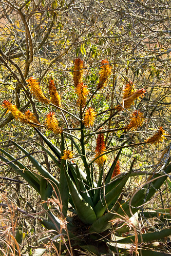 southafrica cross natural flowering hybrid aloemarlothii aloearborescens xanthorrhoeaceae asphodeloideae