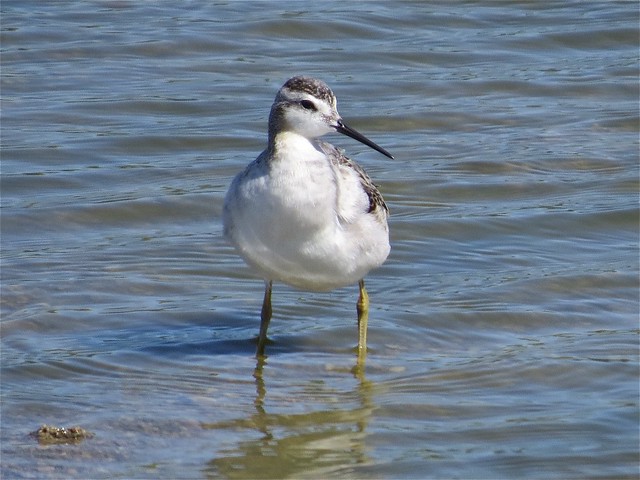 Wilson's Phalarope at El Paso Sewage Treatment Center in Woodford County, IL 10a