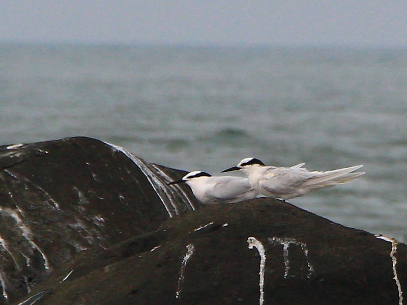 IMG_3517 蒼燕鷗 Black-naped Tern