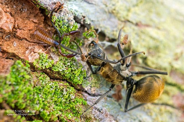 Pseudoscorpion pincing an ant - DSC_9261
