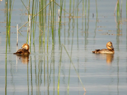 lake birds montana ducks waterfowl digiscoped anatidae aythyavalisineria powellcounty canv kowatsn883 panasonicgh2 kowada10