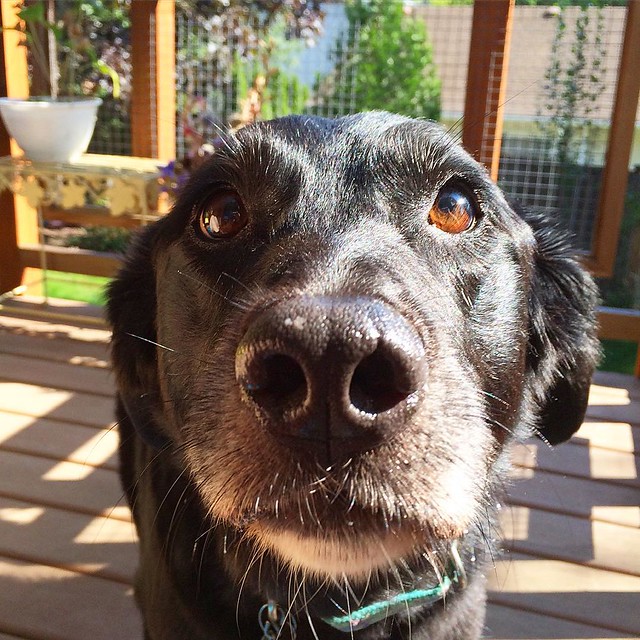 Portrait of a dog begging for snacks: Maggie.