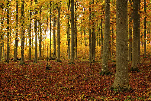 wood morning autumn trees light favorite orange inspiration color tree slr art fall nature colors beautiful beauty leaves yellow composition digital forest canon season landscape photography eos photo leaf nice woods october scenery seasons view image sweden good great scenic picture overcast ground best foliage most photograph naturereserve scenary views sverige dslr capture beech province favorit 550d timlindstedt