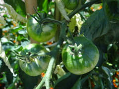 Tomaat (Solanum lycopersicum L. 'Ailsa Graig') - Potager Extraordinaire - La Mothe-Achard