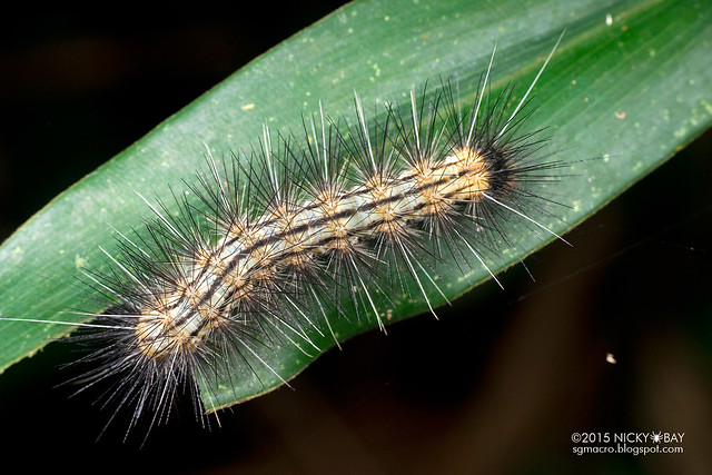 Caterpillar - DSC_1148