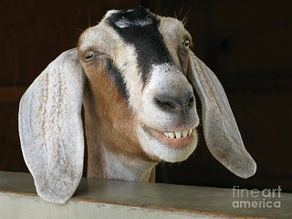 Goat Teeth 2