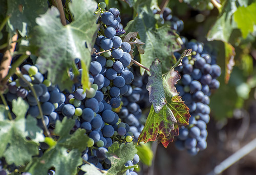 oregon lens ed nikon view wine august winery peter valley grapes d750 jacksonville nikkor 70300mm britt afs ruch 2015 applegate