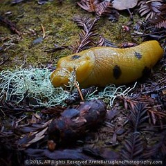 'Bananaslug happily eating lichen'
