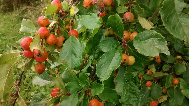 crab apples Oct 15