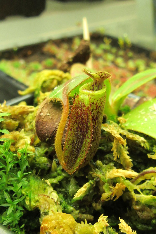Nepenthes  stenophylla x fusca