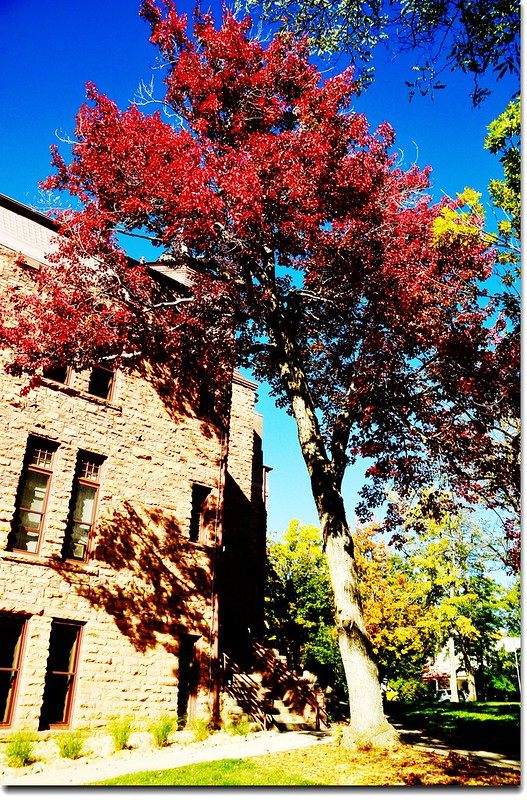 Red Maple in Mapleton, Boulder 14