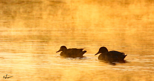 winter duck kennewick pond