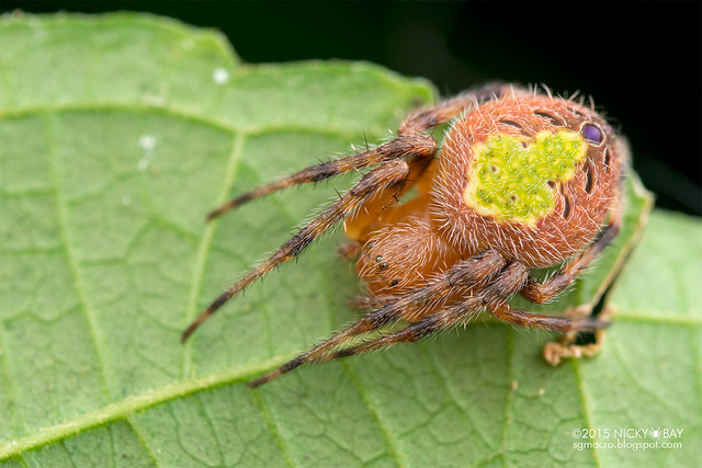 Orb weaver spider (Eriophora sp.) - ESC_0034