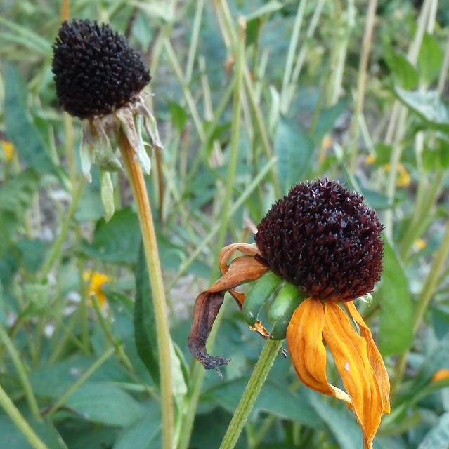 a seedhead and one shriveled flower