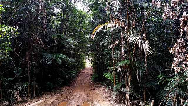 Old Cairns track, Wooroonooran National Park