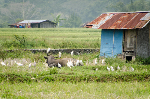 water field barn indonesia buffalo rice canyon sianok sianokcanyon karbouwengat ivkoto provinsisumaterabarat
