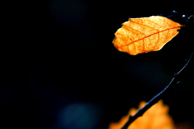Orange and black leaf