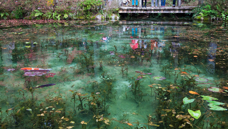 岐阜関市　モネの池　Monet's pond