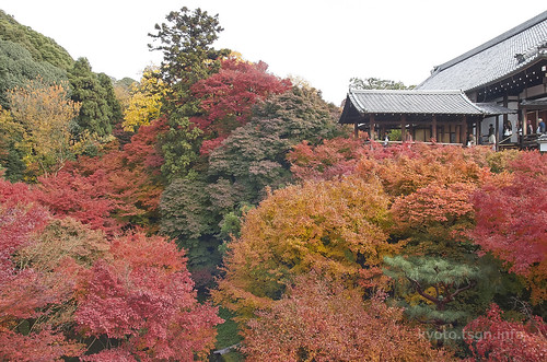 【写真】2014 紅葉 : 東福寺/2019-10-18/IMGP7518