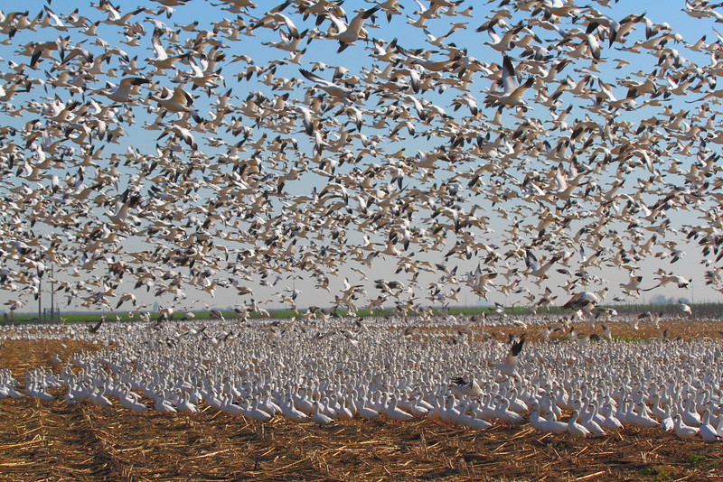 IMG_4373 Ross's Geese, Merced National Wildlife Refuge