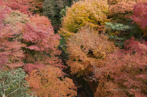 【写真】2014 紅葉 : 東福寺/2019-10-18/IMGP7519