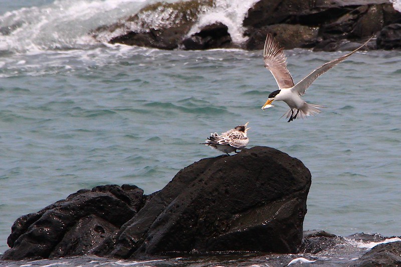 IMG_3140 鳳頭燕鷗 Greater Crested Tern