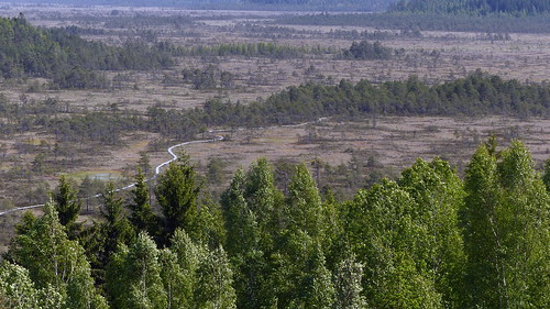 summer june finland geotagged nationalpark fin bog torro 2015 tammela torronsuo duckboards kantahäme torronsuonationalpark 201506 20150611 geo:lat=6073601808 geo:lon=2358189583