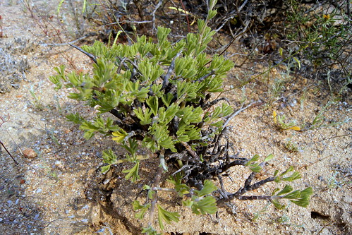 Pelargonium karooicum