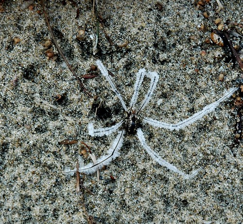 frozen spider sand fall ice glace arraigné automne sable