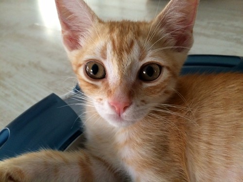 Kuga, gatito naranja ojos miel nacido en Julio´15, en adopción. Valencia. ADOPTADO. 21059098672_1b07e4e415