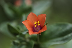 Red Pimpernel - Anagallis arvensis