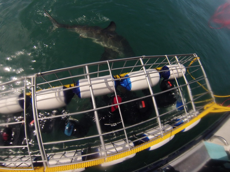 Hermanus: Tiburones y ballenas - Septiembre 2015 en Sudáfrica (10)
