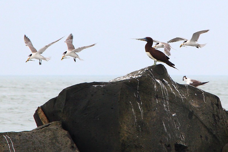 IMG_3594c 白腹鰹鳥與鳳頭燕鷗 Brown Booby and Greater Crested Terns