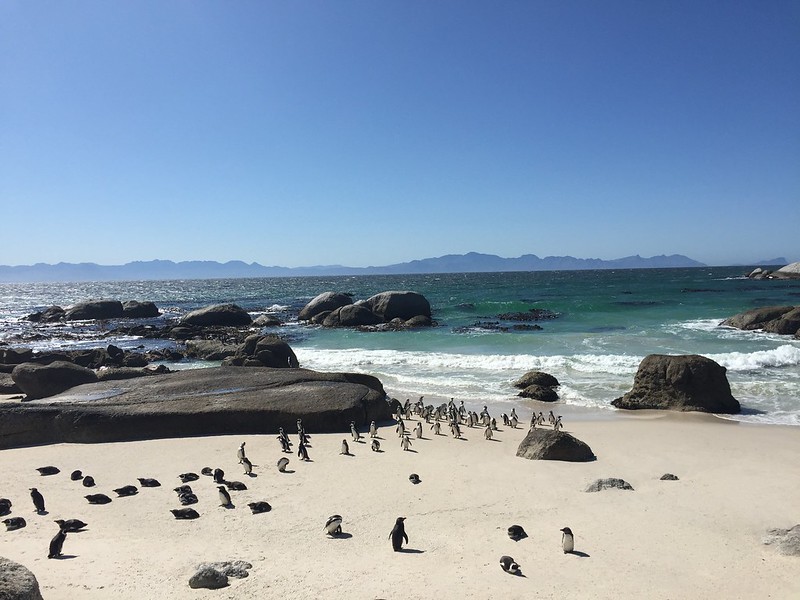 Cabo de Buena Esperanza - Septiembre 2015 en Sudáfrica (7)