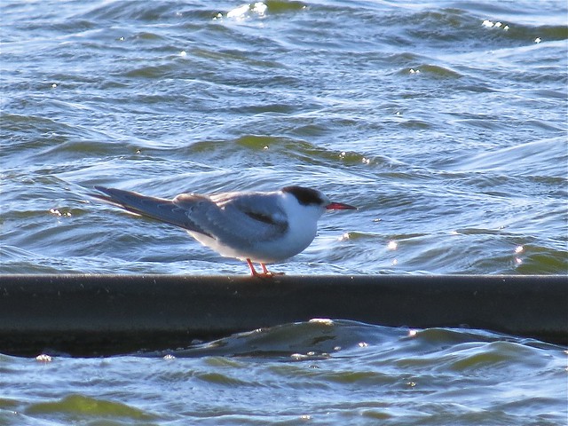 Common Tern at the Gridley Wastewater Treatment Ponds in McLean County, IL 09