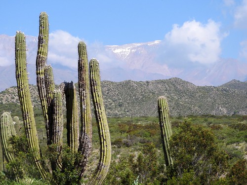 argentinien argvtr1 aussicht berge cachen cacti cactus chilecito fnrrb3328 gc1587 ka3584s kakteen kaktus larioja rb3328 schnee standort terscheckii trichocereus
