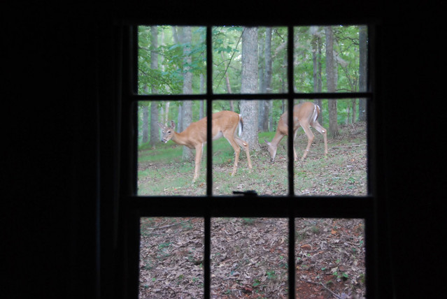 Wildlife right outside your window at the cabins at Fairy Stone State Park, Virginia